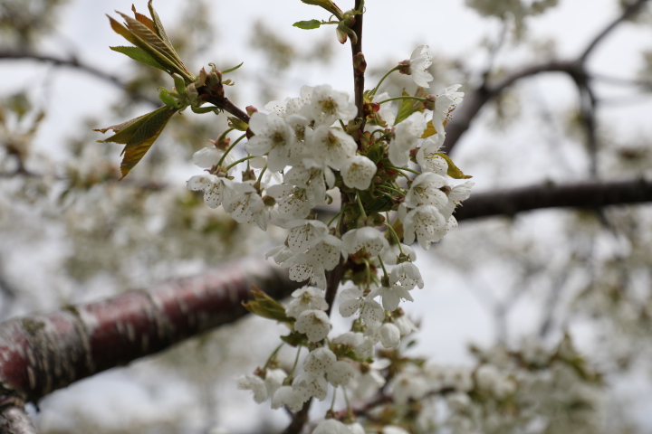 White blooms on a tree