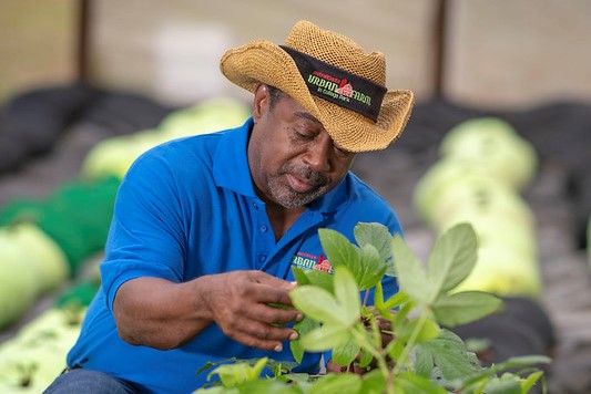 Bobby Wilson tends to one of his plants 