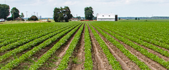 field of row crops