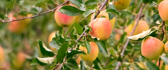 apple orchard