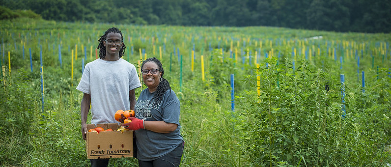 Two people holding a box of tomatoes