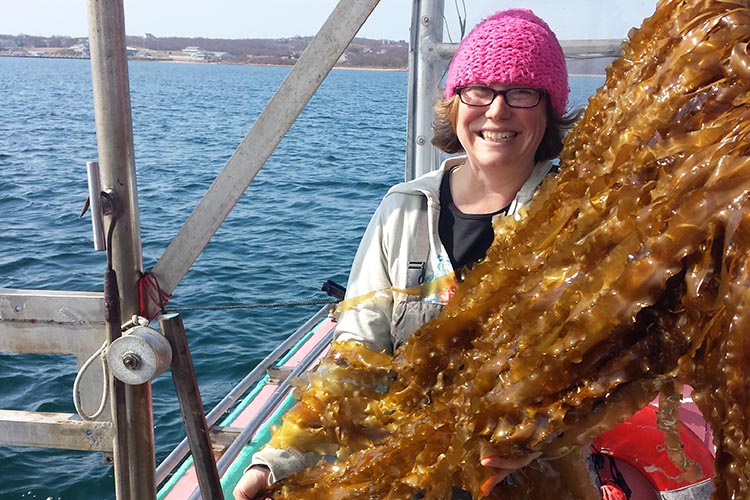 The kelp provides habitat for juvenile fish and invertebrates. Photo courtesy of Block Island Shellfish Farm.