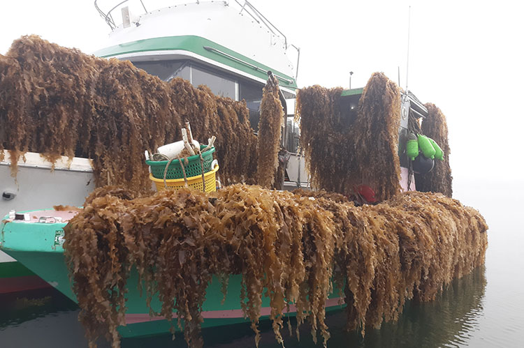 A microloan from FSA helped Catherine grow her business in 2017. Photo courtesy of Block Island Shellfish Farm.