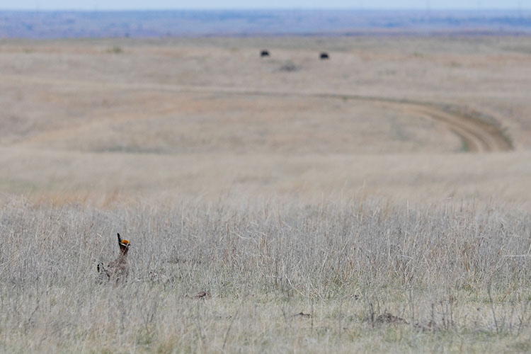 A lesser prairie-chicken on intact grasslands in Kansas with cattle grazing in the background. Photo credit: Jeremy Roberts, Conservation Media