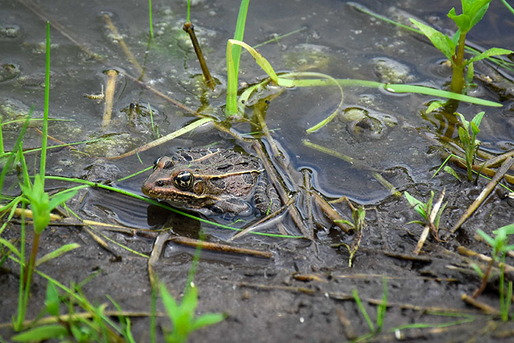 The Magura’s land is now flourishing with life, thanks to conservation programs from USDA. Photo by Carly Whitmore, NRCS.