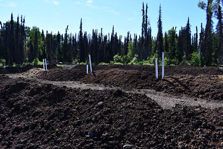 Rows of spent grain managed for compost production at Denali Brewing. Photo by Tracy Robillard, NRCS. 