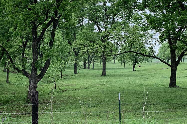 Hoffman Pecan Farm is a family business operated by Dick, Jean, and their three sons. Photo by Kelsey Chambers, FSA.