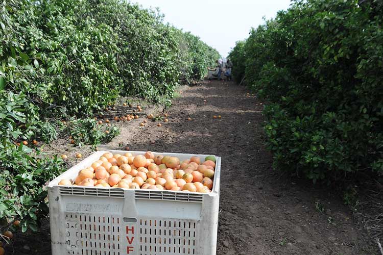 California Citrus Trees covers grapefruit trees and other citrus trees. USDA photo.