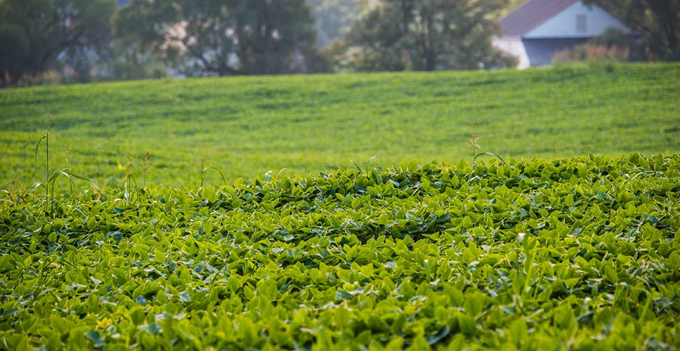 Image of green grass.