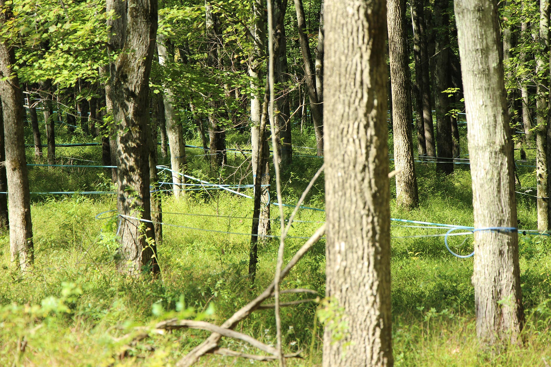 Trees in wooded area