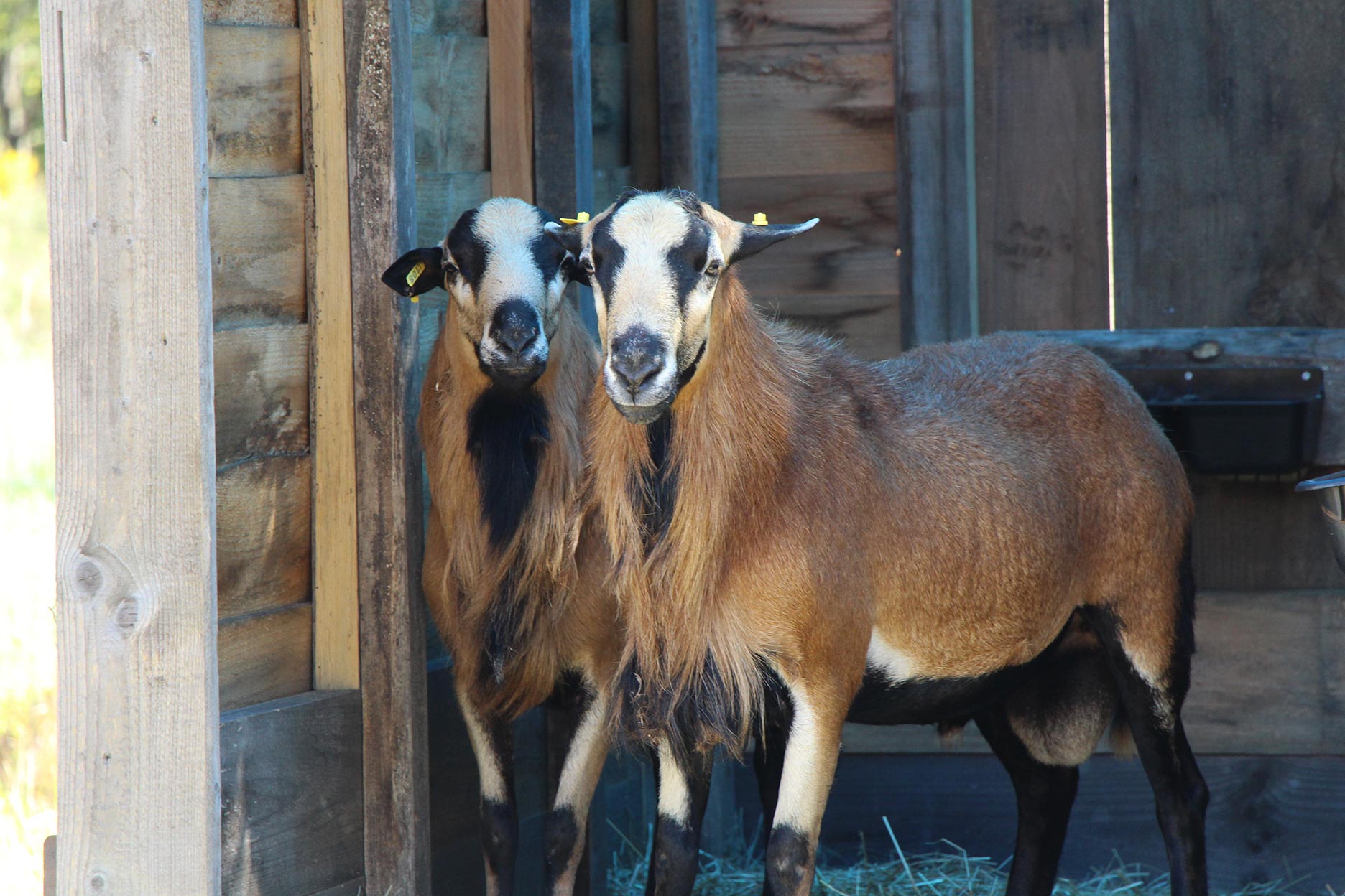 Two black belly sheep