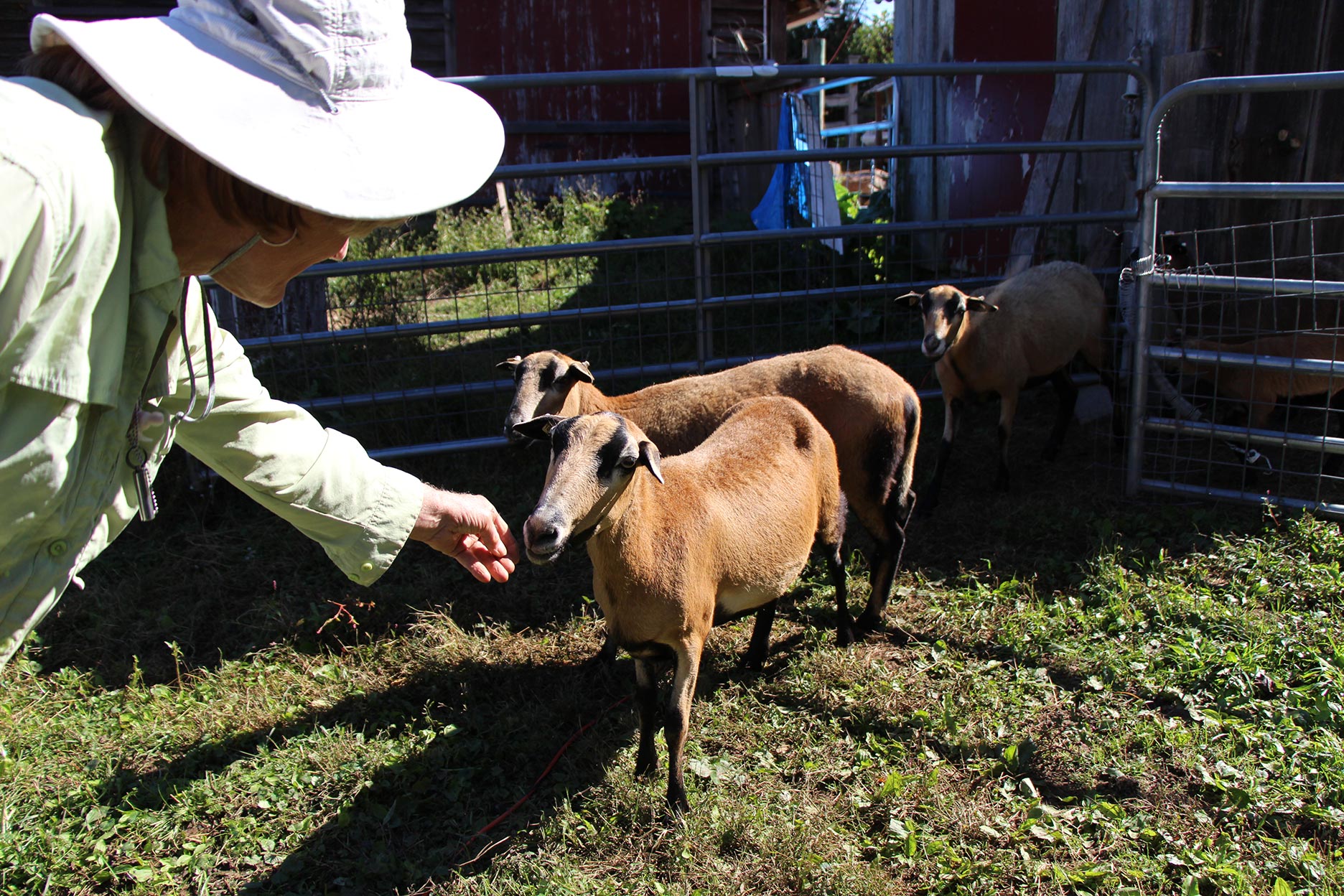 Bru feed sheep