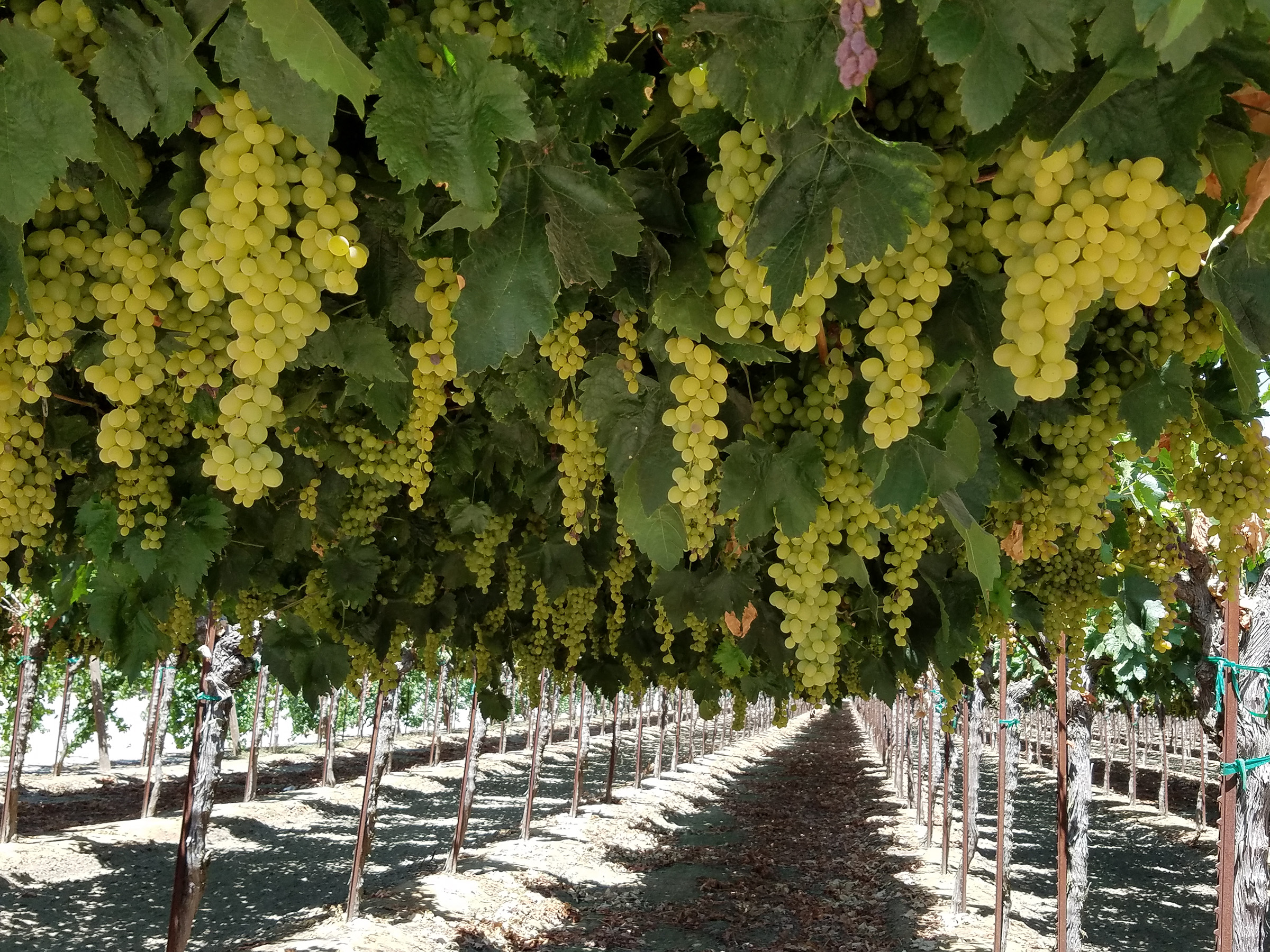 Green grapes hanging from rows of vines in a vineyard
