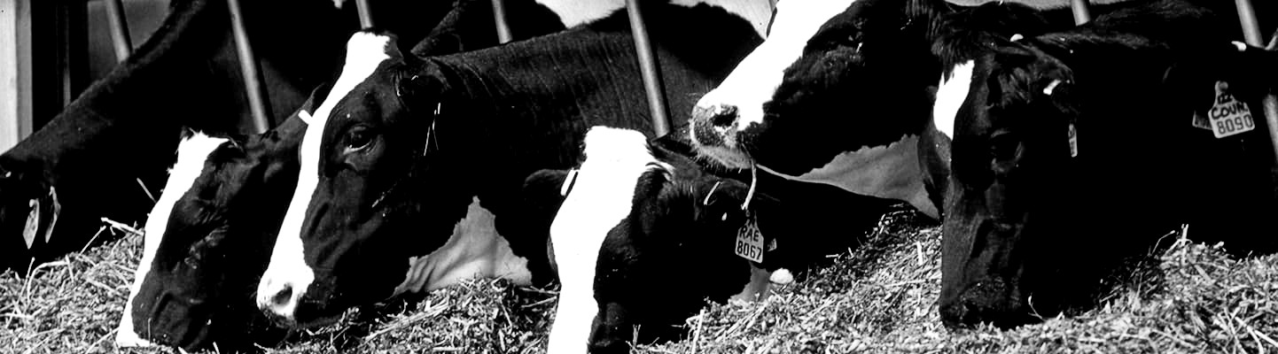 [Archived] Coronavirus Food Assistance Program 2 for Dairy Producers ...