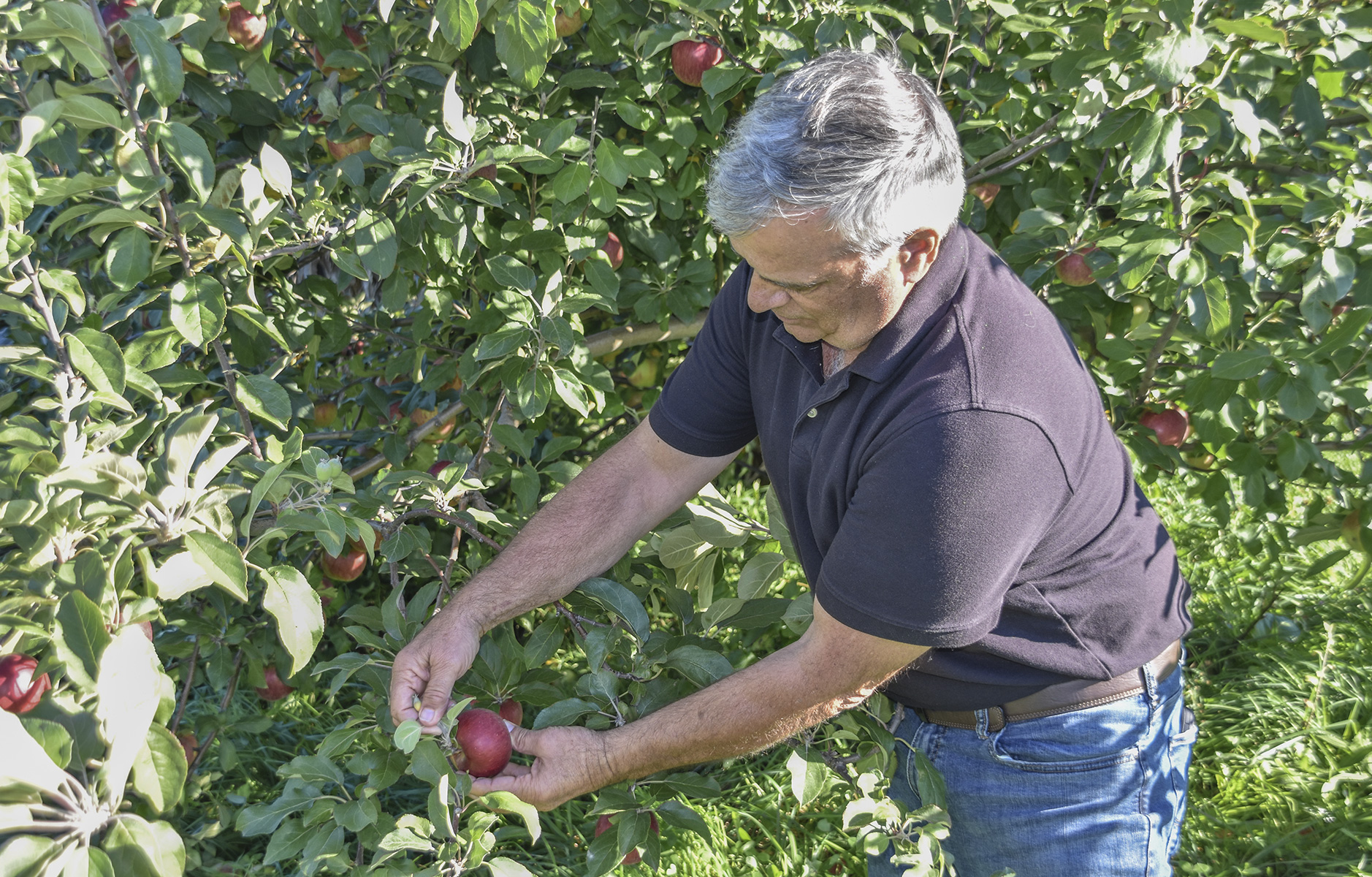 person picking apples