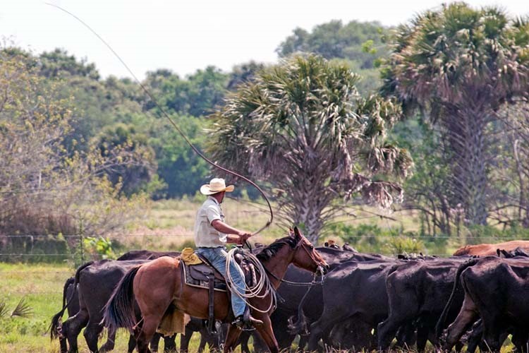 Person riding a horse while corralling cattle