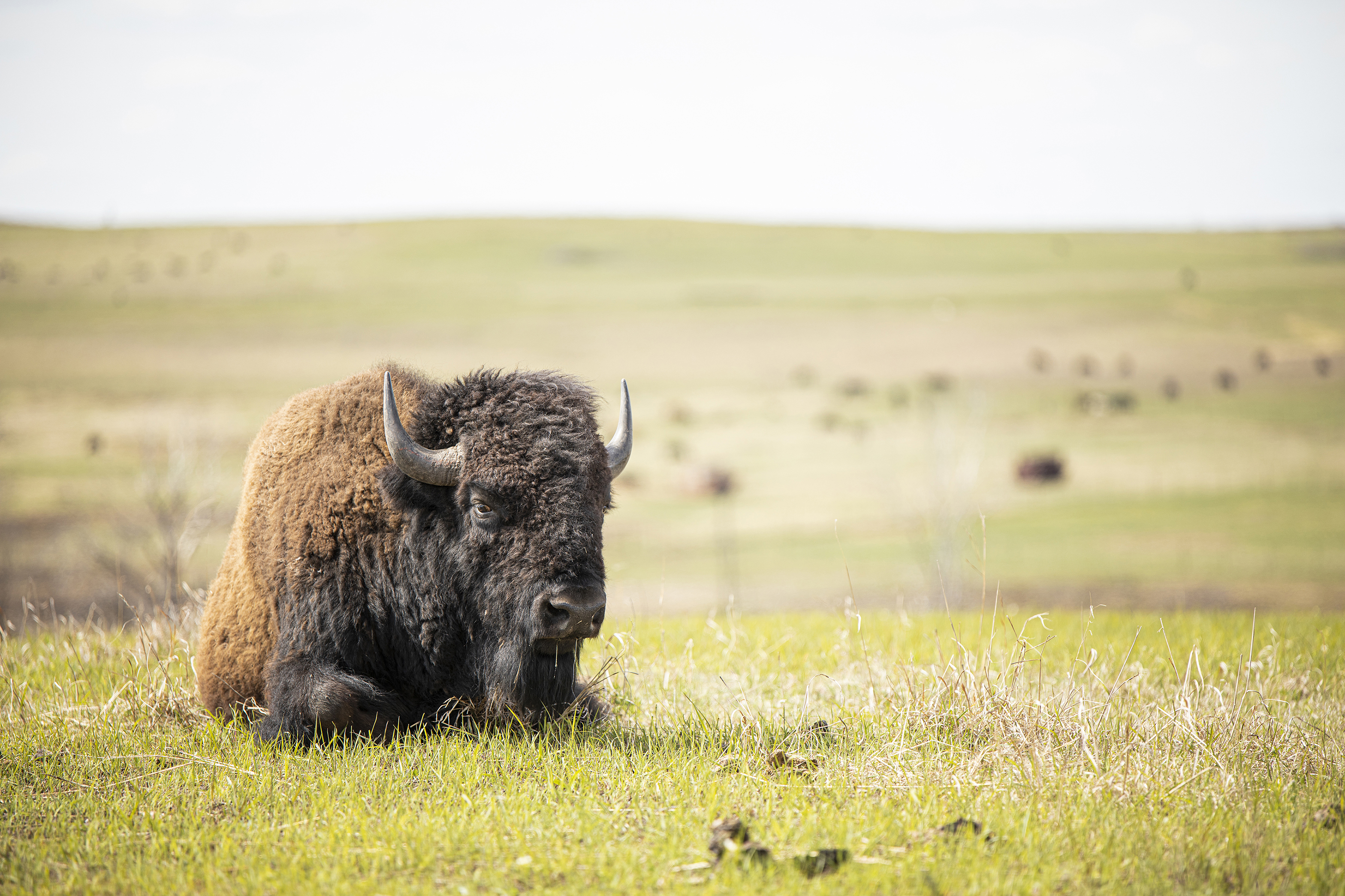 Buffalo sitting on open rangeland