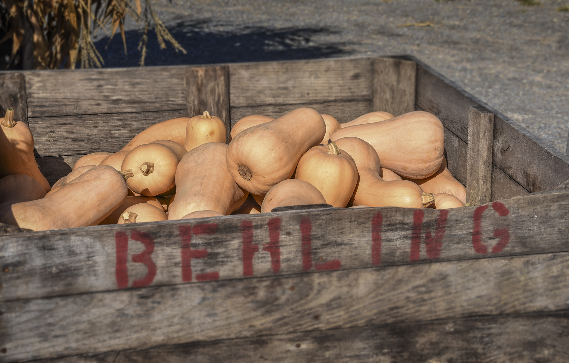 Gourds in large crate