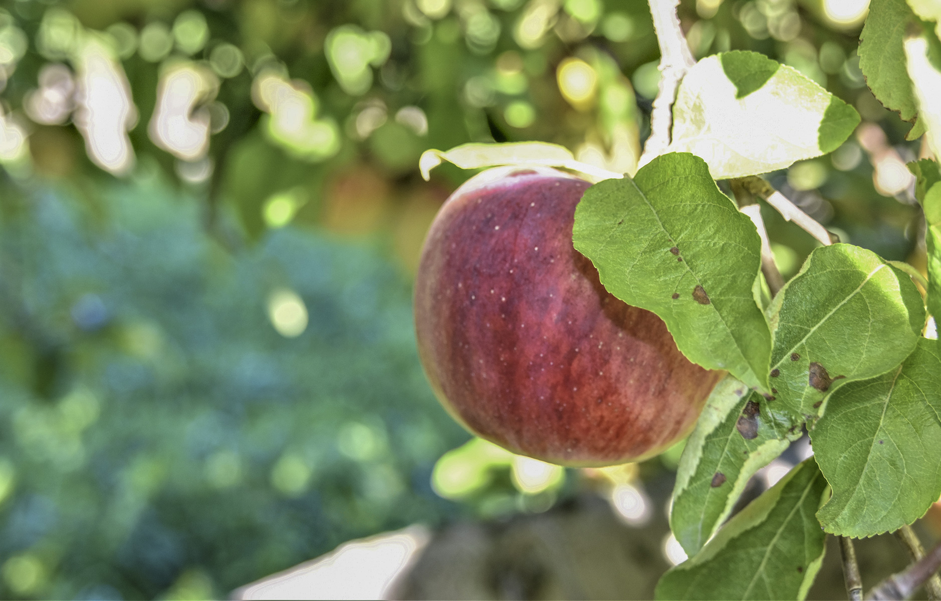 Apple on tree branch