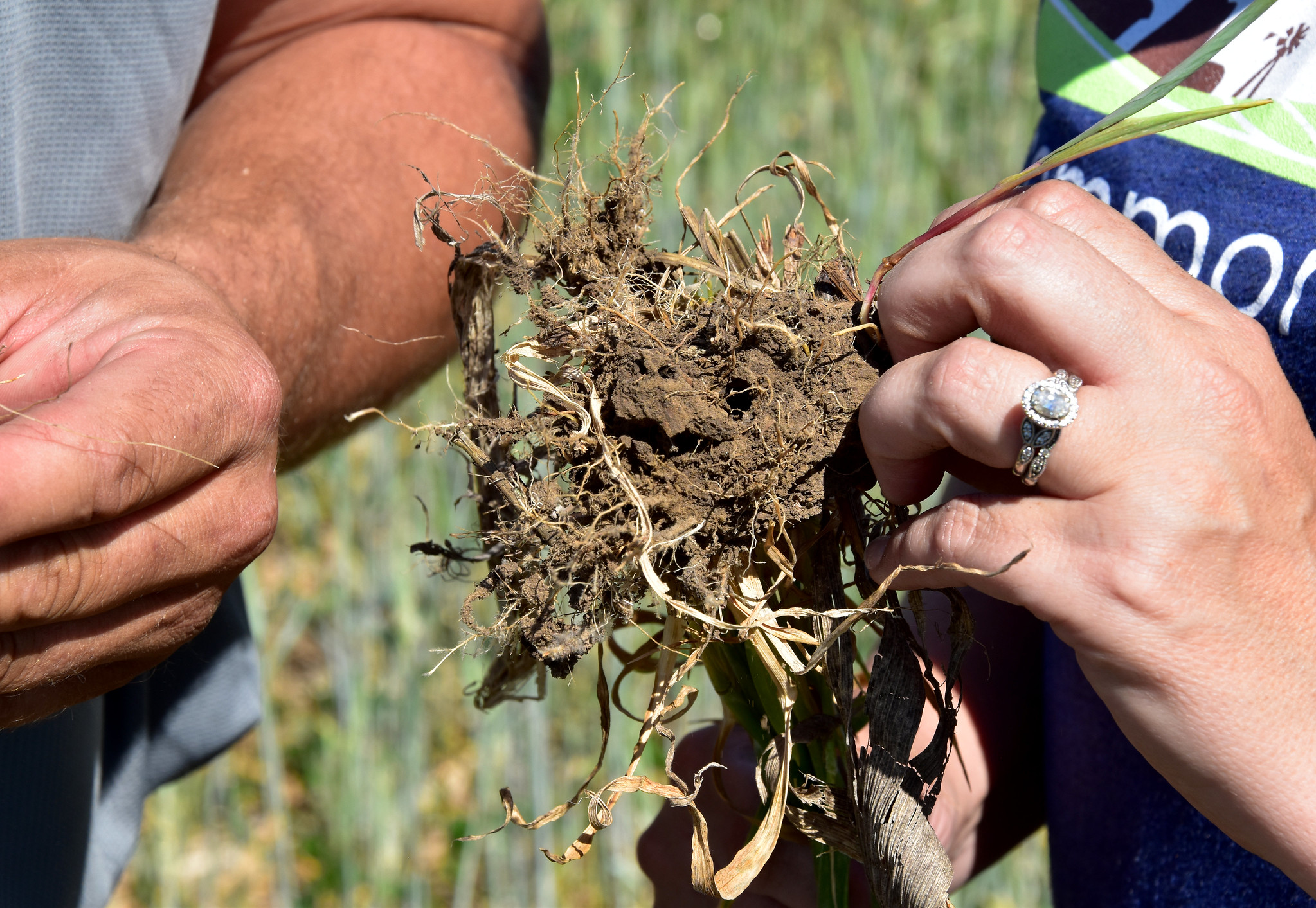 Hands holding a clump of dirt