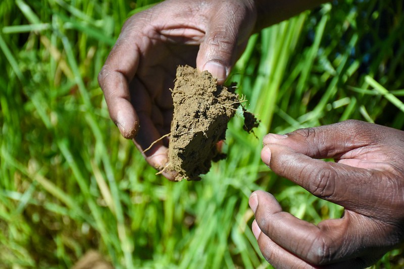 close up of a chunk of healthy soil