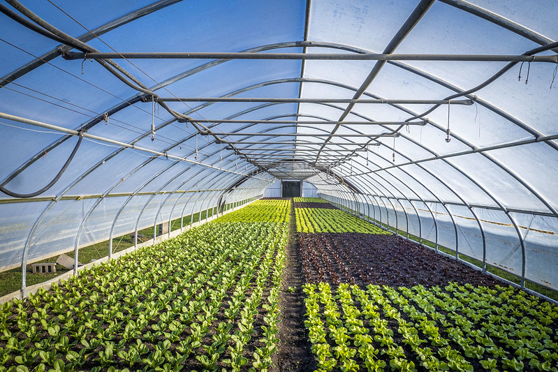 large high tunnel filled with plants