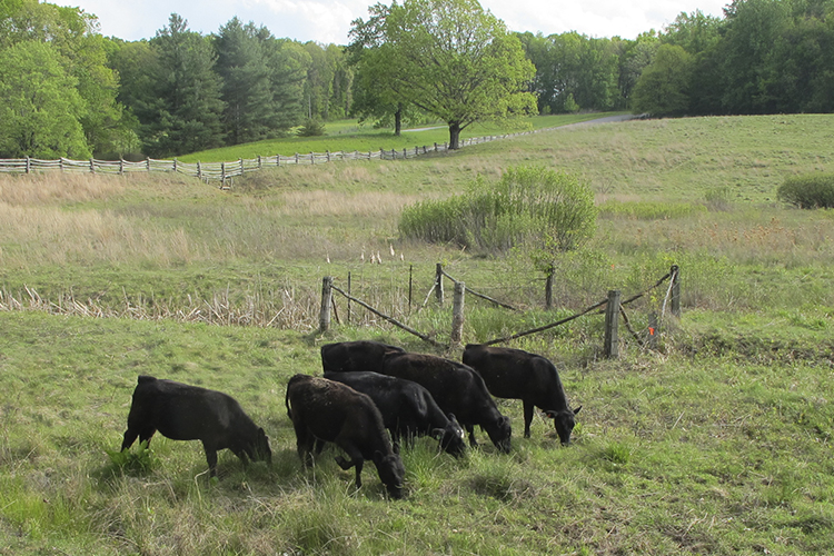 Cattle grazing in field