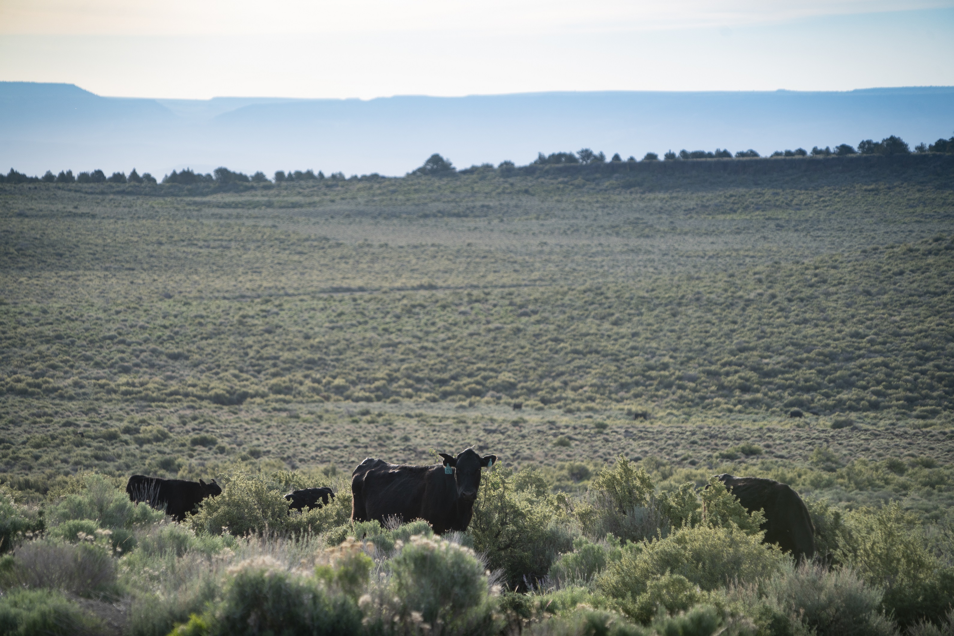 Cows in pasture