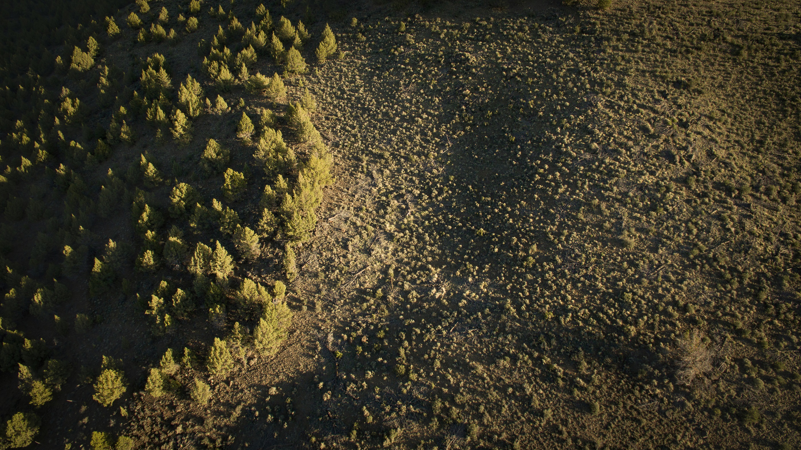 Junipers in open field