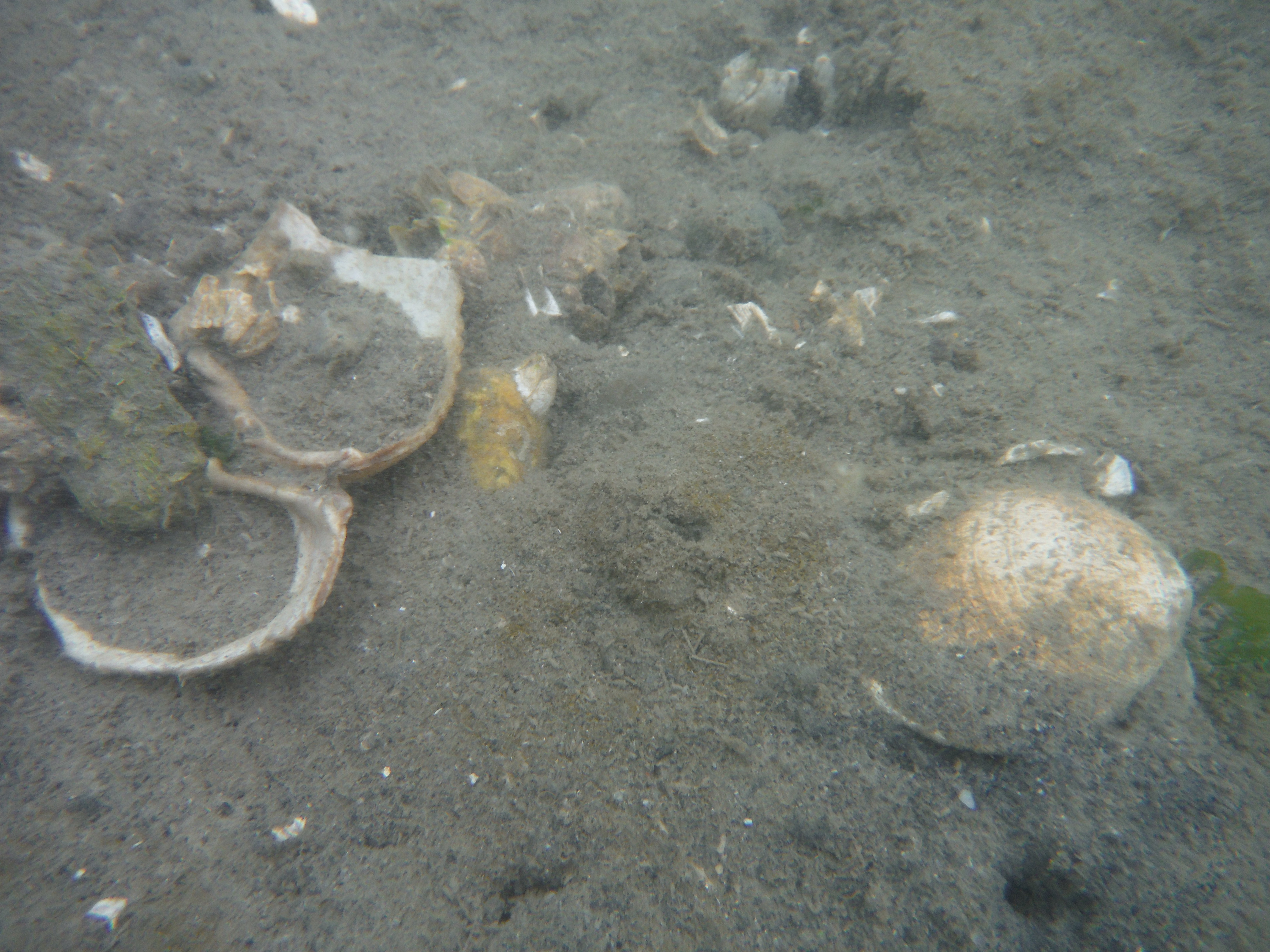 Oyster shells in wet sand on water side