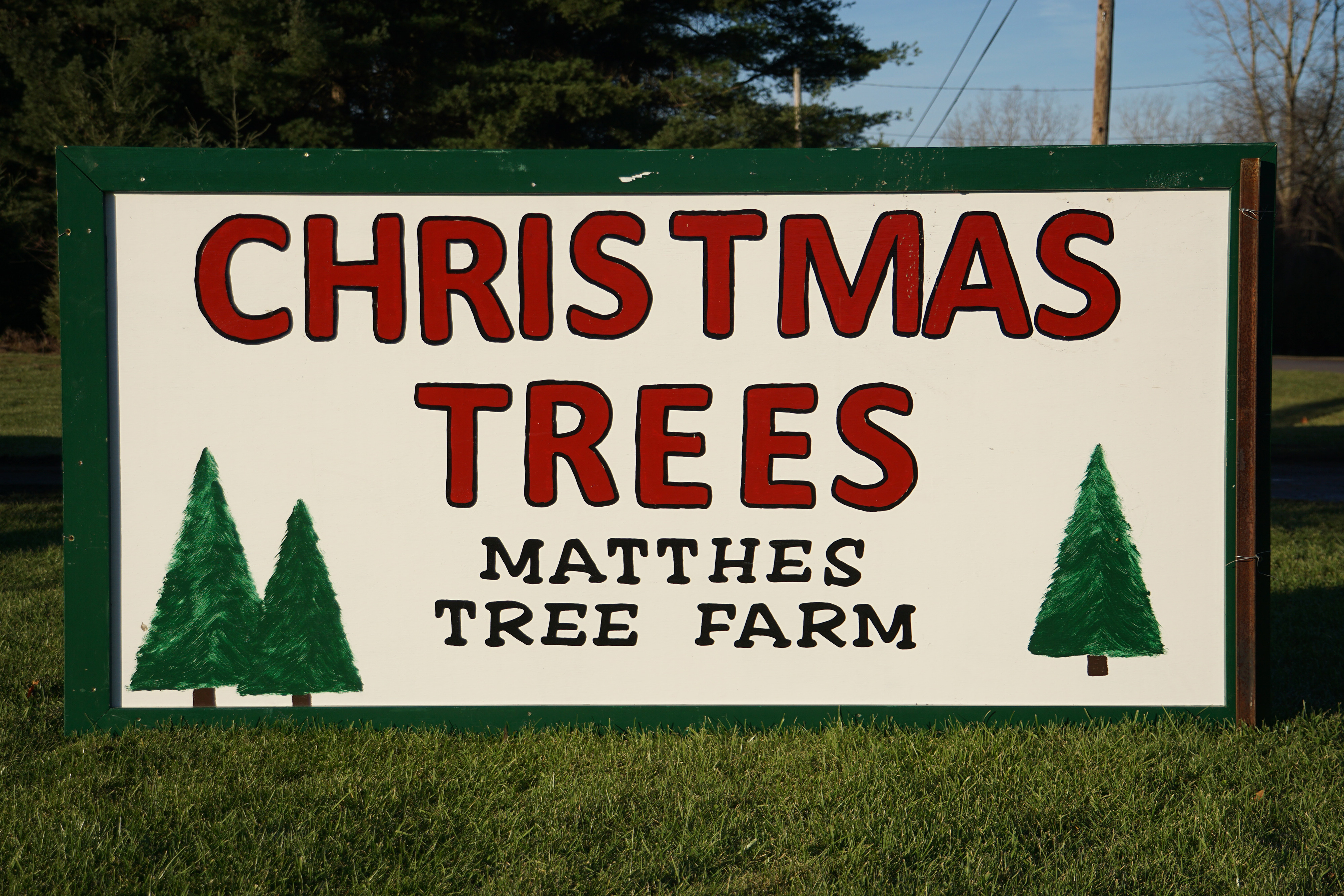 Large Christmas trees for sale sign 
