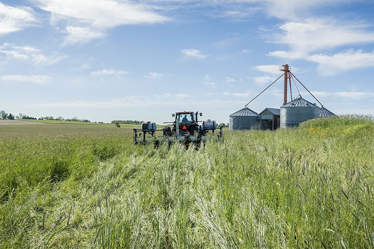 Frontiers  Cover Crops and Mechanical Scarification in the Yield and  Industrial Quality of Upland Rice