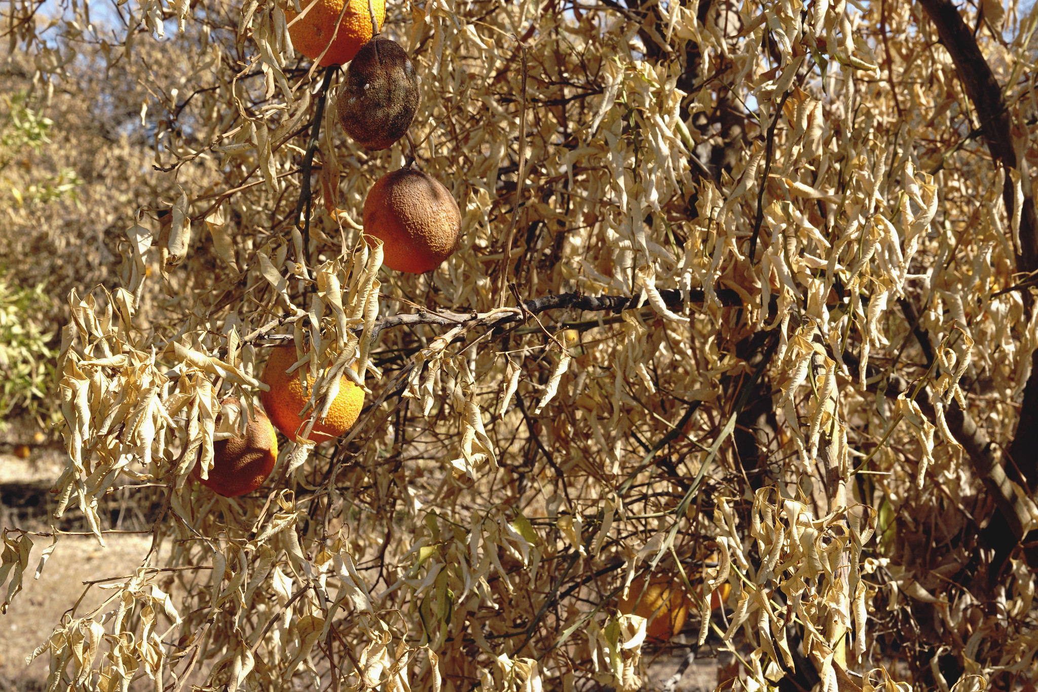 decaying fruit on bush