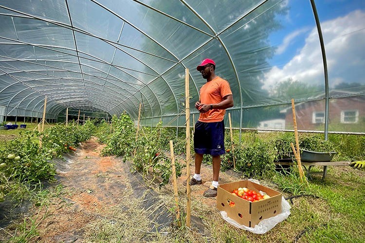 Person standing in greenhouse looking at plants