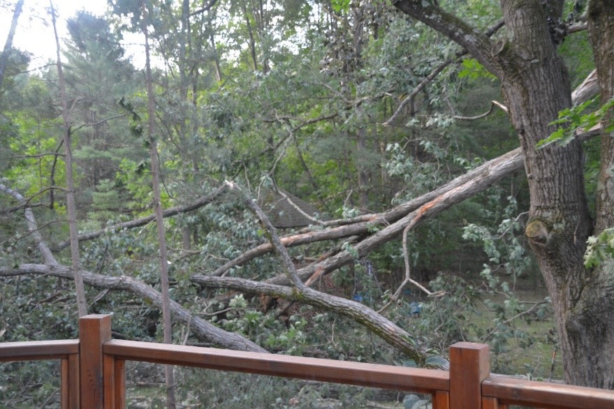 Fallen trees in forest