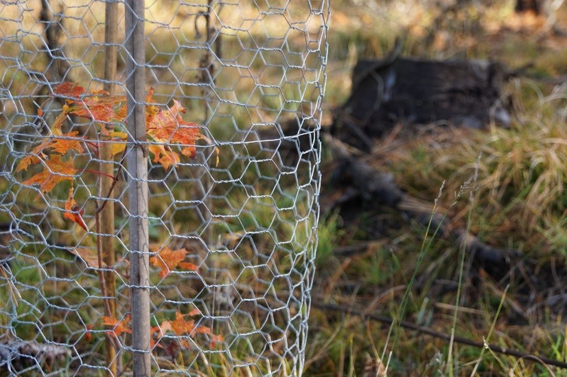 Tree sapling wrapped in chicken wire