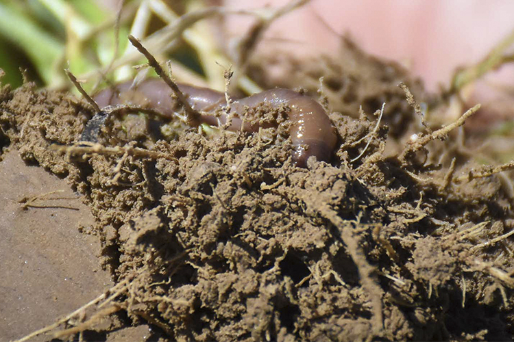 Earthworm crawling through soil