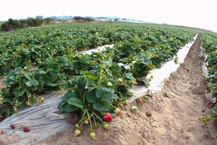 Strawberry plants growing in rows in field