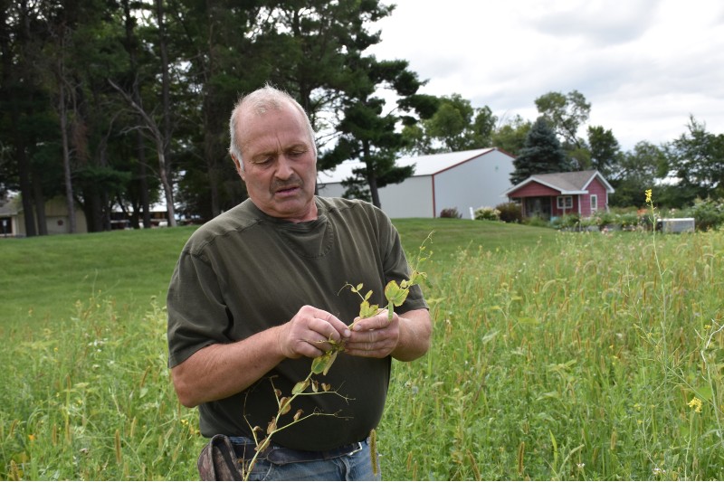 A man inspecting a plant