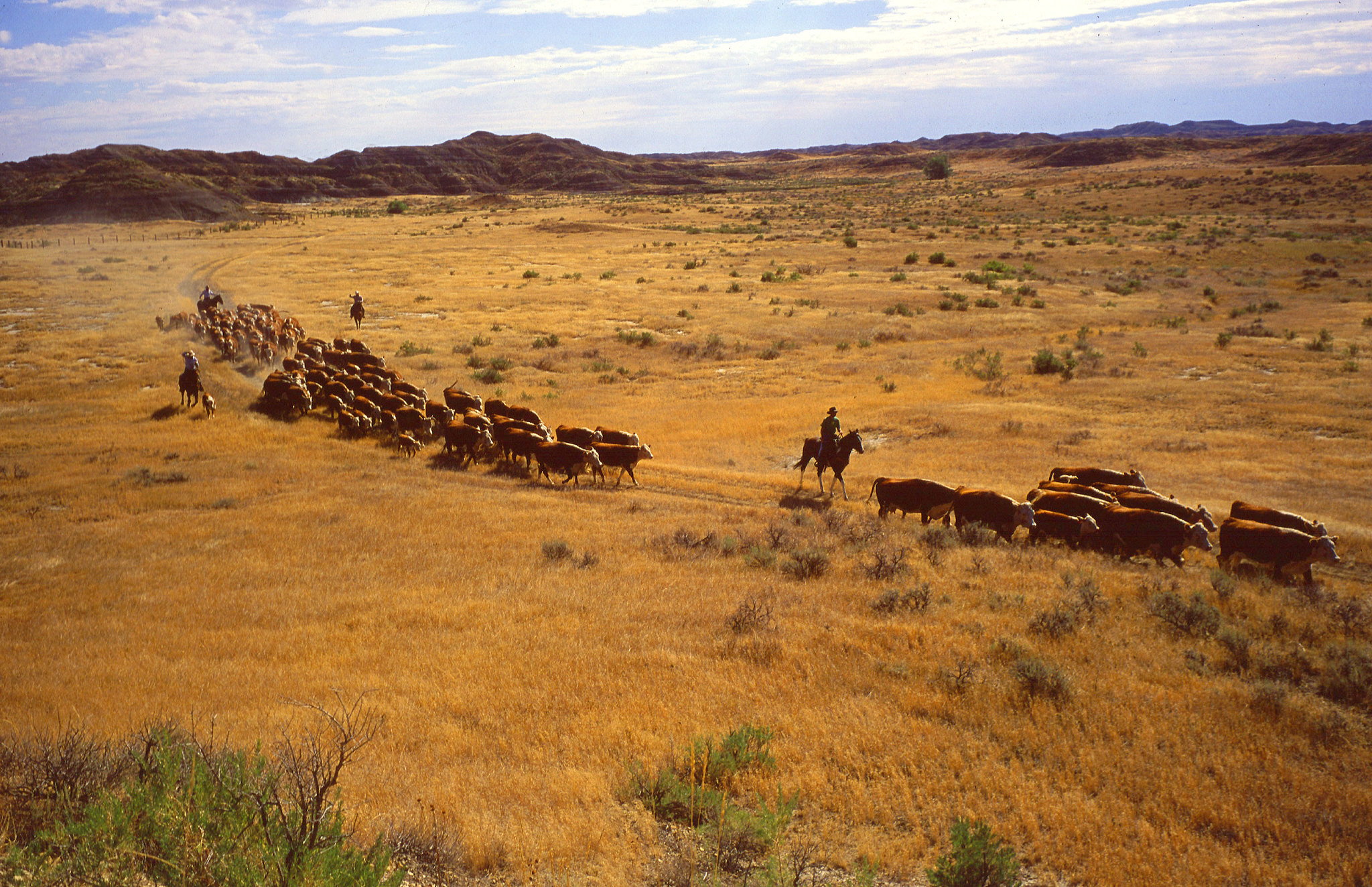 Ranchers shepherding cattle on open land
