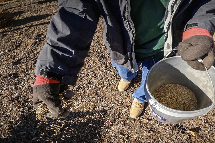 Person spreads seeds from a bucket