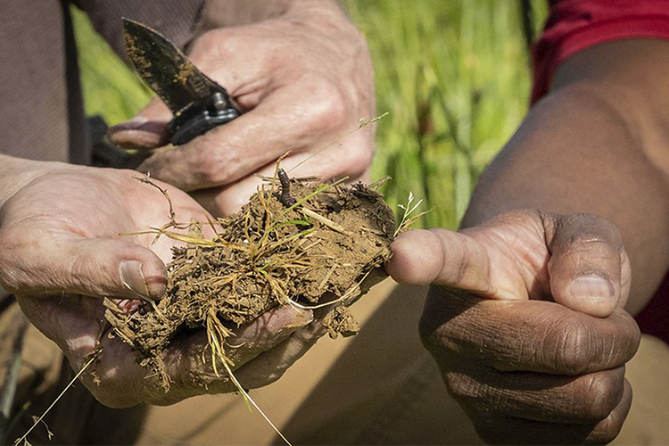 Two hands holding dry soil sample