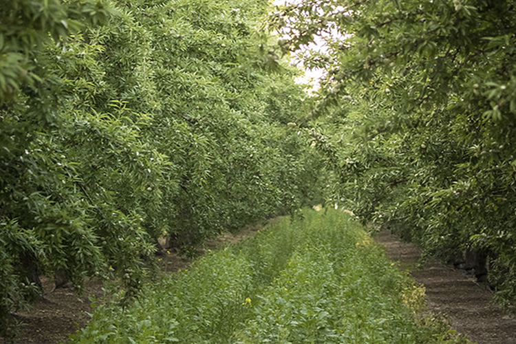 Green grass in the middle of rows of trees