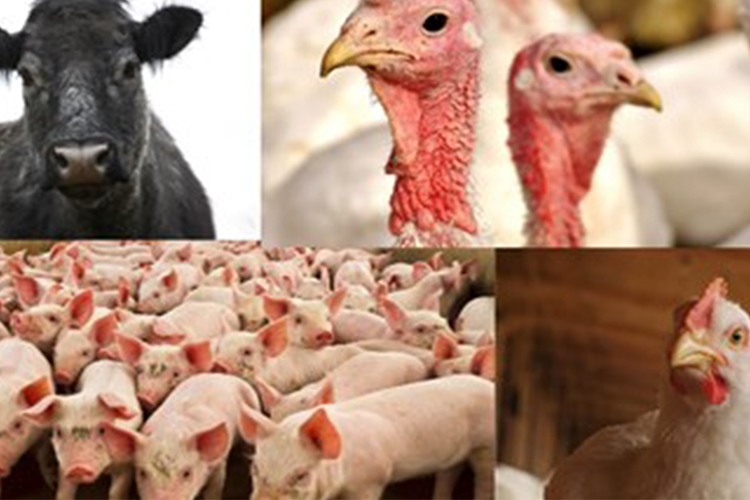 Collage of four photos depicting cattle, turkeys, chickens and hogs