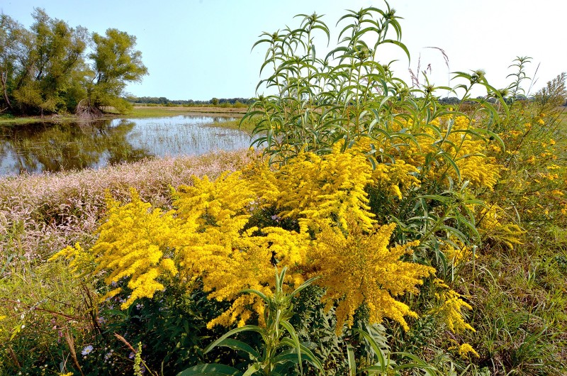 A pond surrounded by green trees and yellow and green foliage.