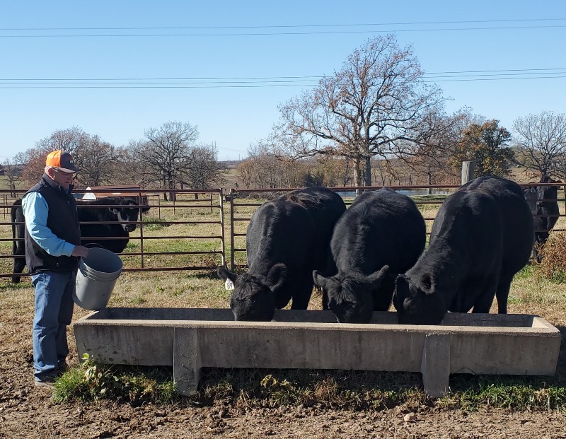 A man with a bucket feeding cattle in a feed bunk. 