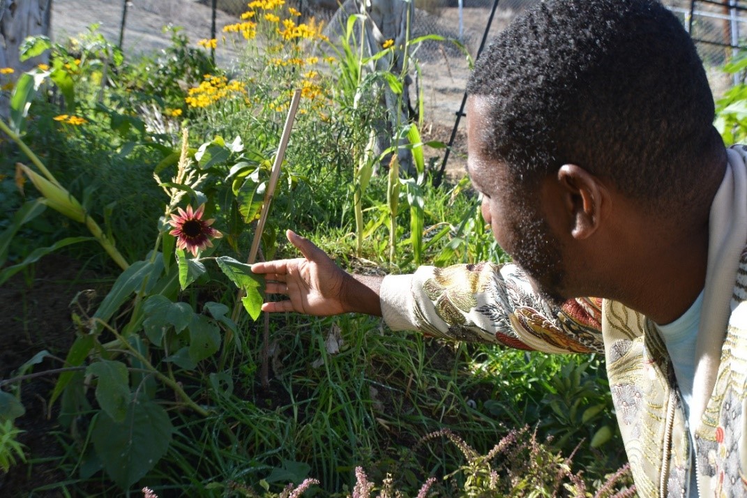 Person inspects sunflower in garden