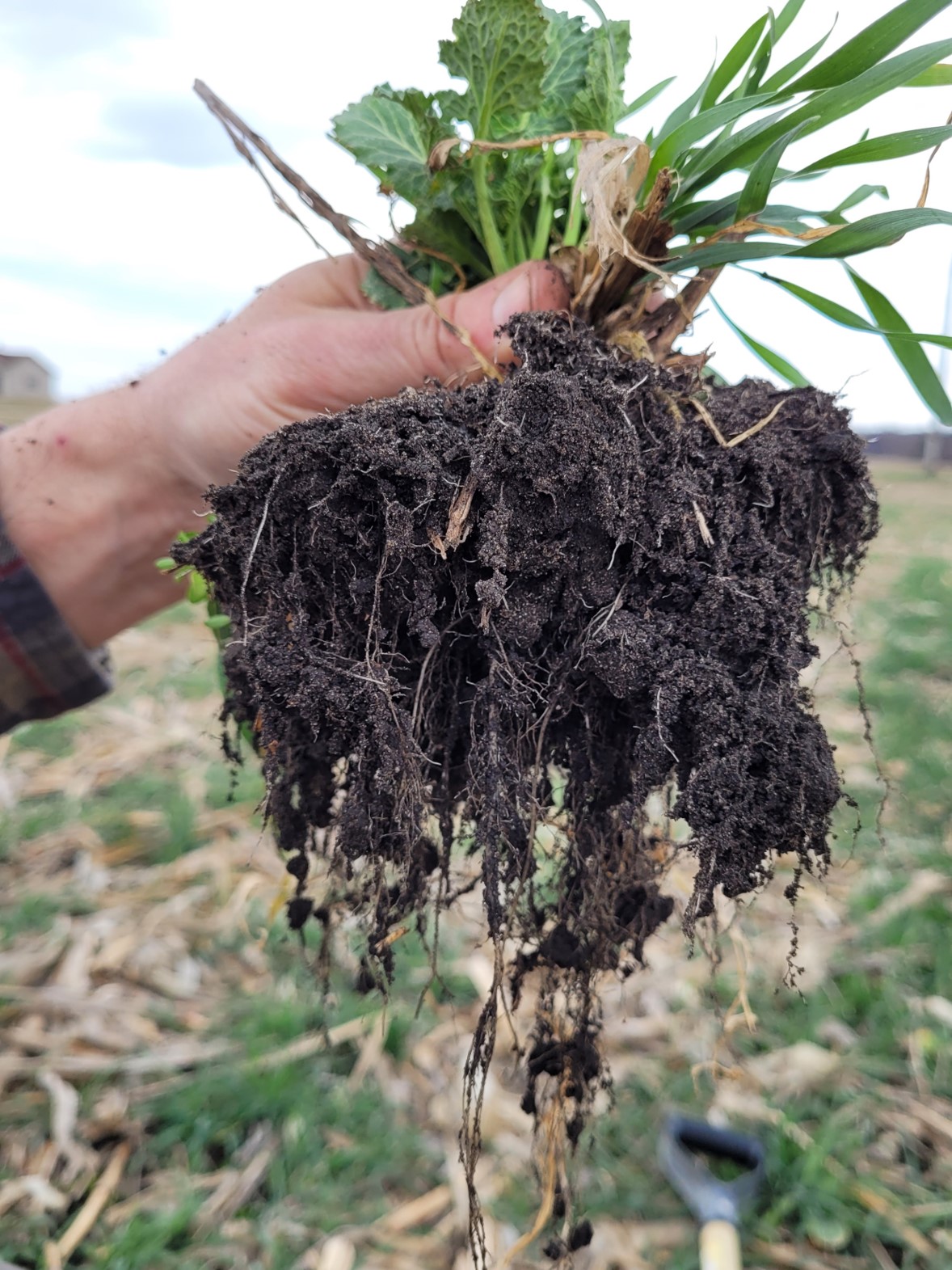 Hand holding grass and its roots