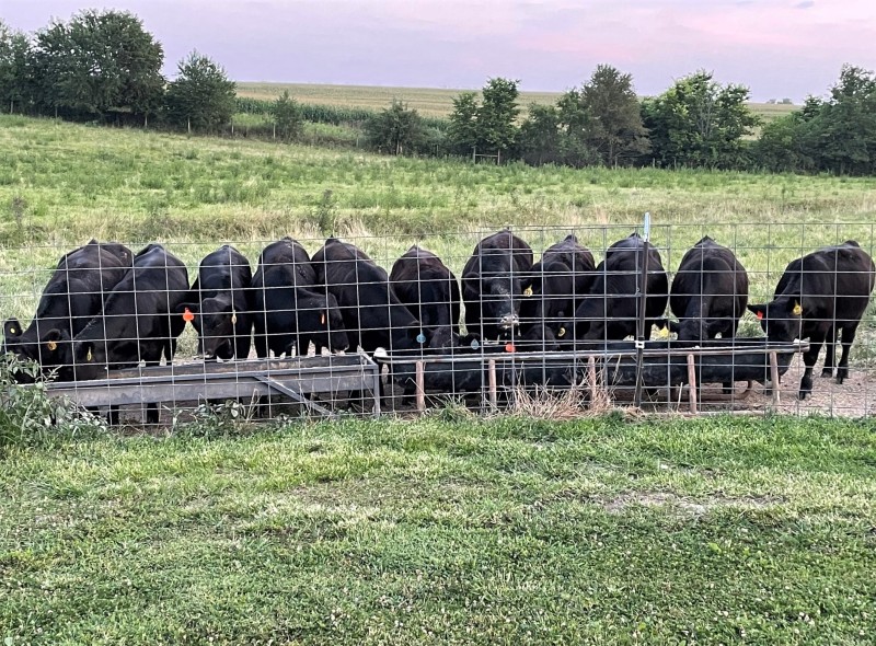 Several cattle eating a feed bunk in a green pasture.