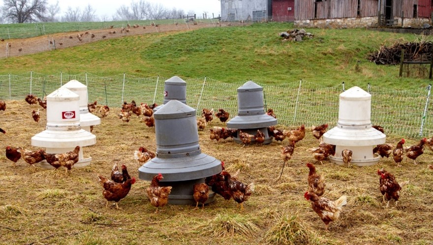 Chickens feeding in pen from plastic feeders